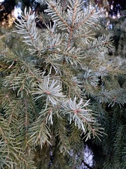 Picea omorika
