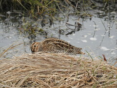Gallinago magellanica