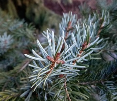 Picea omorika