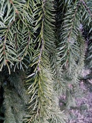 Picea omorika