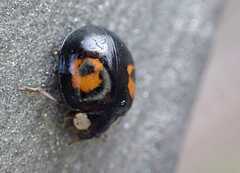 Harmonia axyridis