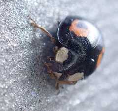 Harmonia axyridis