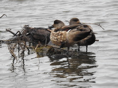 Lophonetta specularioides