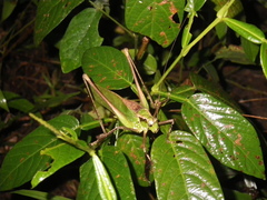 Mecopoda