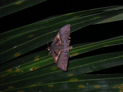 Ischyja
