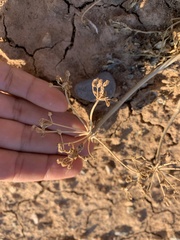 Cymopterus duchesnensis