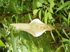 Amorphophallus