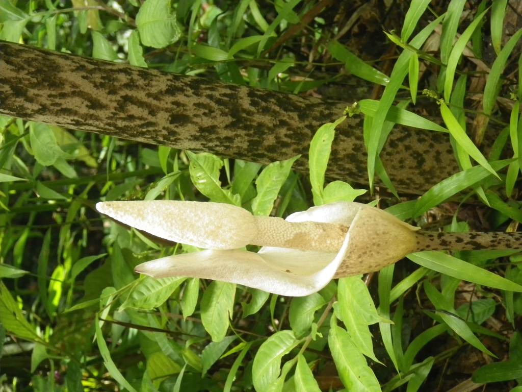 Amorphophallus ochroleucus (Amorphophallus ochroleucus)