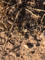Cymopterus duchesnensis