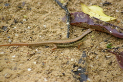 Sphenomorphus maculatus