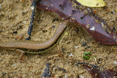 Sphenomorphus maculatus