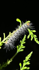 Nyctemera adversata
