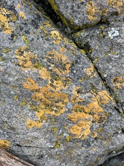 Chrysothrix candelaris