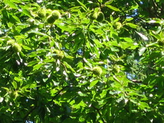 Castanea mollissima