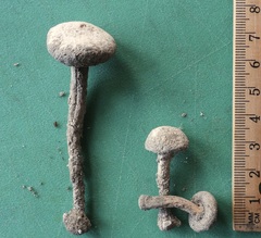 Tulostoma cretaceum