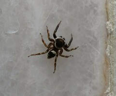 Hasarius adansoni