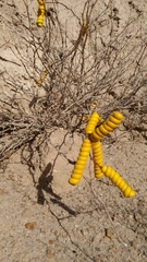 Prosopis strombulifera