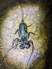 Mastigoproctus giganteus