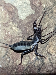 Mastigoproctus giganteus