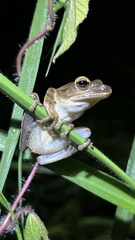 Polypedates megacephalus
