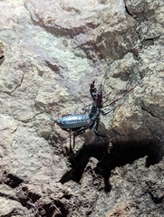 Mastigoproctus giganteus