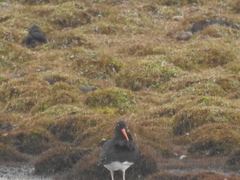 Haematopus leucopodus