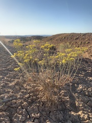 Eriogonum viridulum