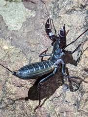 Mastigoproctus giganteus