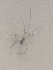 Pholcus phalangioides