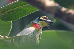 Psilopogon haemacephalus