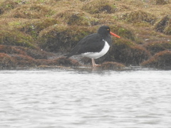 Haematopus leucopodus