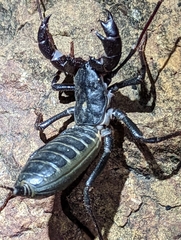 Mastigoproctus giganteus