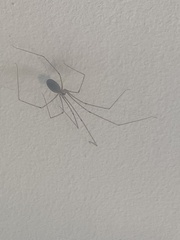 Pholcus phalangioides