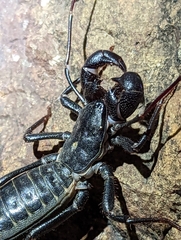 Mastigoproctus giganteus