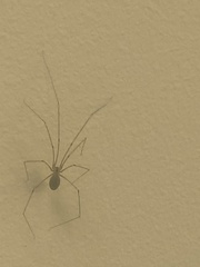Pholcus phalangioides
