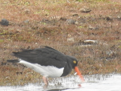 Haematopus leucopodus