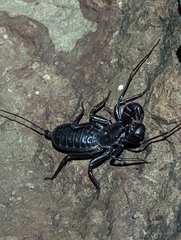 Mastigoproctus giganteus