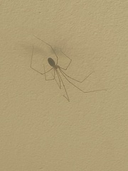 Pholcus phalangioides