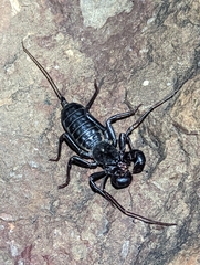 Mastigoproctus giganteus