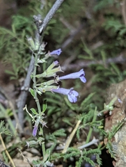 Hedeoma drummondii