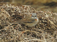 Zonotrichia capensis