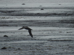 Macronectes giganteus