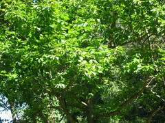 Castanea mollissima