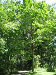 Castanea mollissima