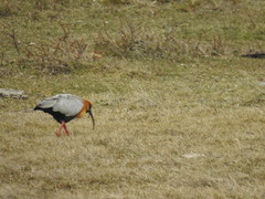 Theristicus melanopis