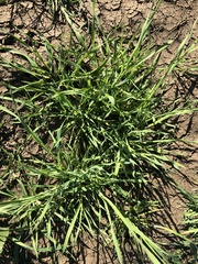 Bromus hordeaceus