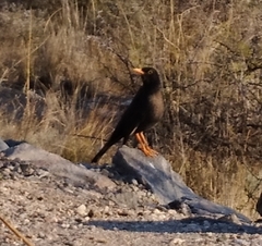 Turdus chiguanco