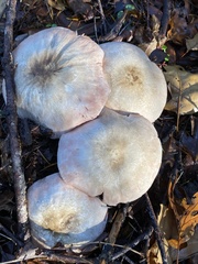Agaricus hondensis