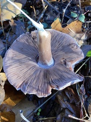 Agaricus hondensis
