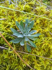 Schivereckia podolica